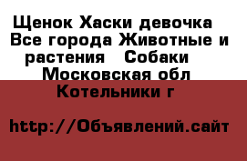 Щенок Хаски девочка - Все города Животные и растения » Собаки   . Московская обл.,Котельники г.